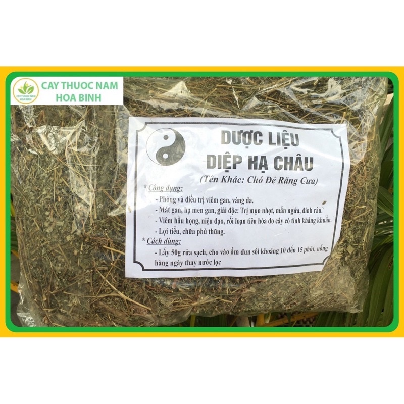 1 Kg Diệp Hạ Châu Cây chó đẻ răng cưa