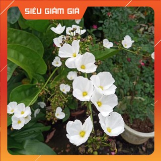 Combo 4 cây Bách thủy tiên dễ trồng dễ chăm sóc thích hợp mọi vùng khí hậu