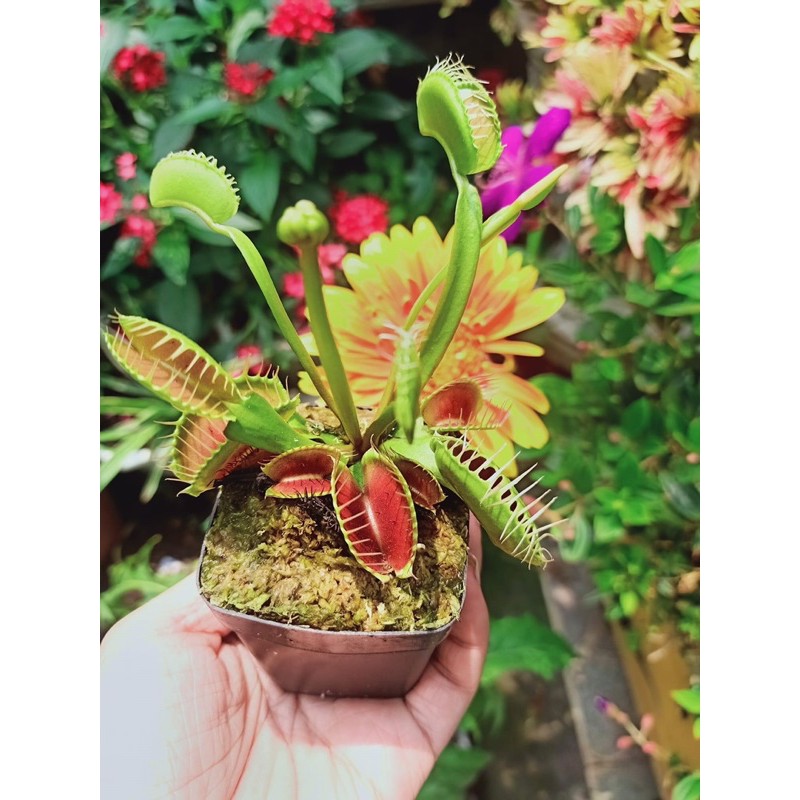 |FREESHIP| CÂY BẪY KẸP ĐỘC NHẤT VÔ NHỊ VENUS FLYTRAP | Lỗi 1 đổi 1