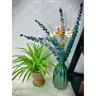 HOA KHÔ 🌸Cành lá Khuynh Diệp khô 🌸 Eucalyptus🌸trang trí phong cách bắc âu