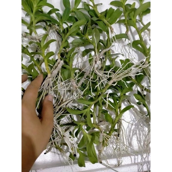 Combo 4 ki phi điệp Ám các vùng miền