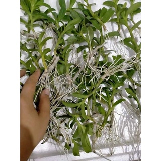 Combo 4 ki phi điệp Ám các vùng miền