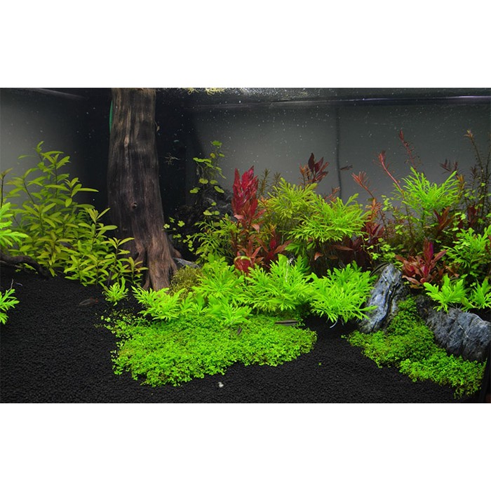 Combo 5 loại cây thuỷ sinh cắt cắm ngẫu nhiên - cây thủy sinh cắt cắm không cần CO2 - Mộc Nhân Farm