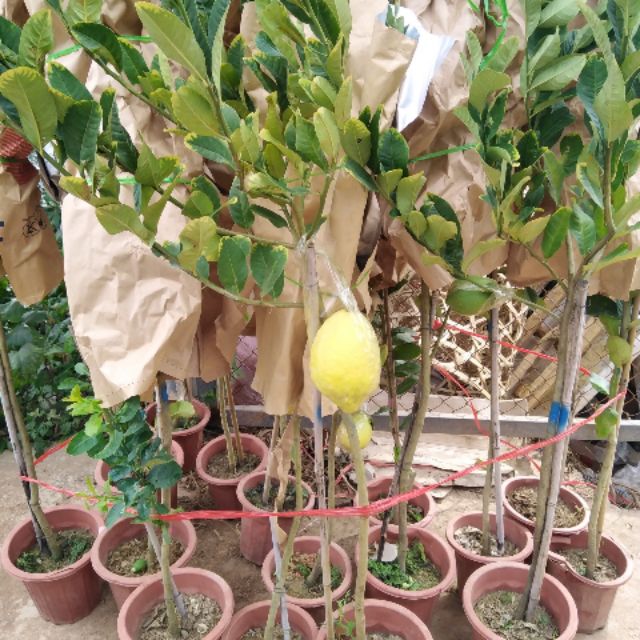 Cây chanh vàng mỹ đang có quả