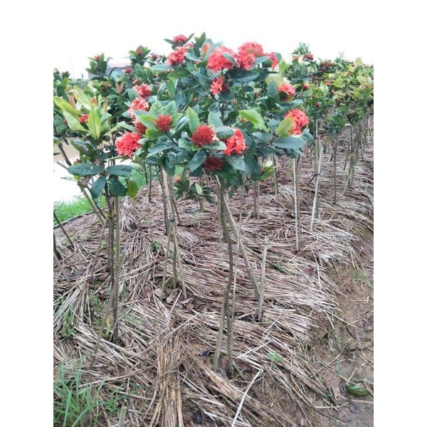 Cây Mẫu Đơn Đỏ Cao 1m