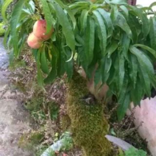 Đào tiên Nhật Bản