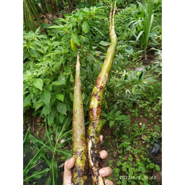 Cậc bần tươi 1 ký