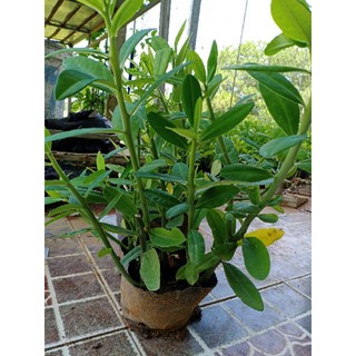 20 khúc thạch anh giống