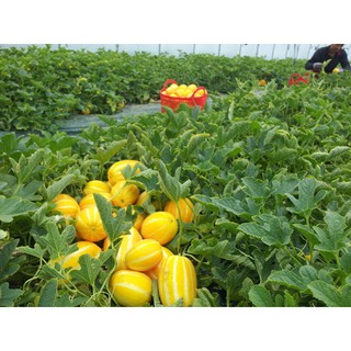 100H - HẠT GIỐNG DƯA LÊ HÀN QUỐC