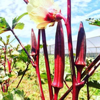 Hạt Giống Đậu Bắp Đỏ Rado 309  Dễ Trồng, Năng Suất Cao 2gr