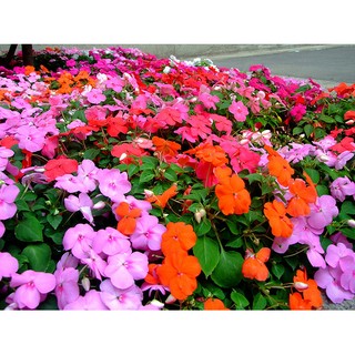 HẠT GIỐNG HOA MAI ĐỊA THẢO ĐƠN