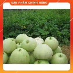 HẠT GIỐNG DƯA LÊ SIÊU NGỌT F1