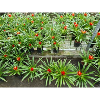 Cây Dứa Cảnh Nến (Phong Lộc Hoa, Cây Ngọn Nến)