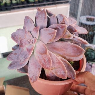 Echeveria Super Bum ( Cổ thụ)