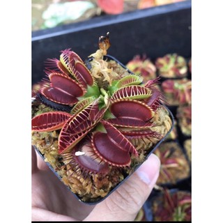 Cây bắt mồi bẫy kẹp venus flytrap kèm hộp đựng đảm bảo