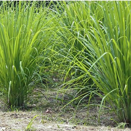 Lá Sả Chanh sấy khô dùng xông mặt, xông giải cảm, nấu nước tắm