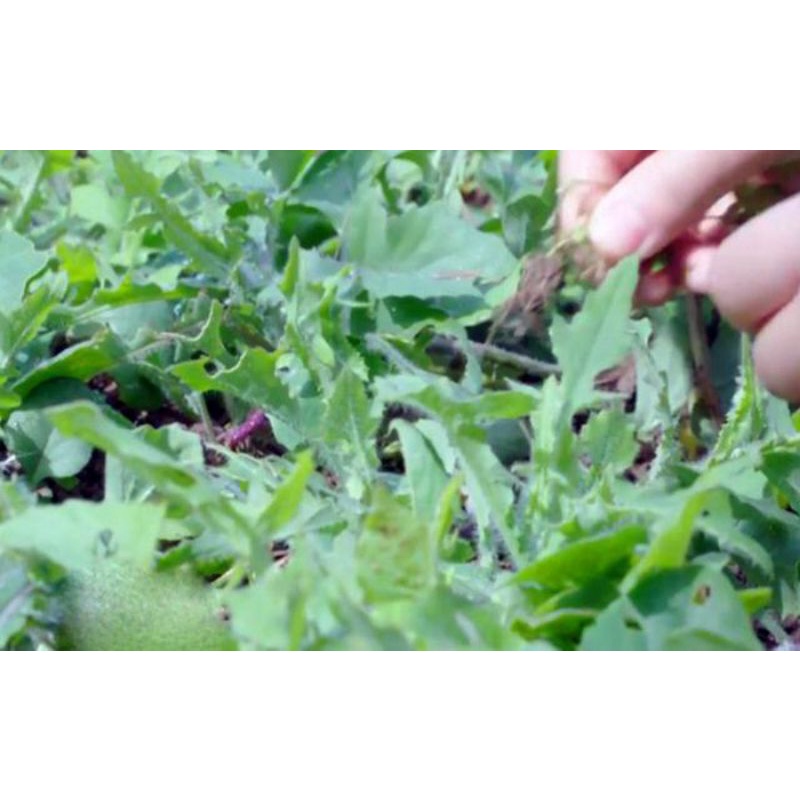 5 cây giống rau mặt trăng