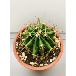 Xương rồng kèm chậu y hình