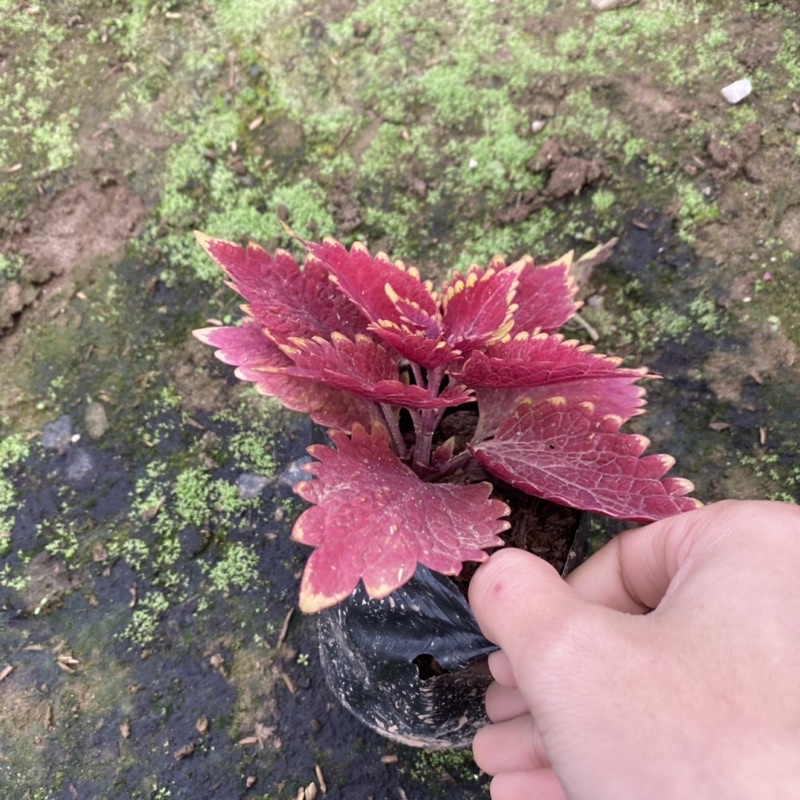 Cây lá gấm cảnh lá đỏ trồng trong bịch đen đã ổn định