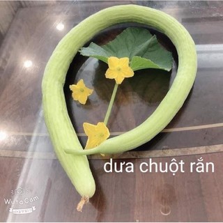 Dưa chuột rắn Thái Lan