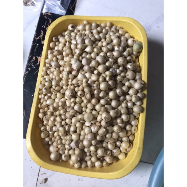 1kg Hành tăm (củ nén) Nghệ An, hành nhà trồng, sạch sẽ, không hư hỏng