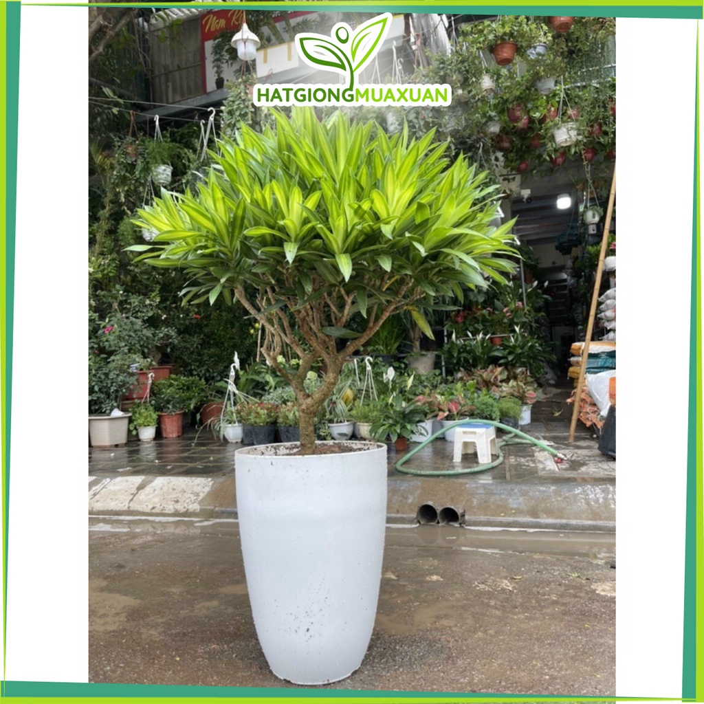 Set 02 Chậu Nhựa Bom Trơn cỡ đại 350x400, KT: 30x40 (ĐK Miệng x Cao) Cm, Hình Tròn, Màu Trắng Trồng Hoa, Cây Cảnh