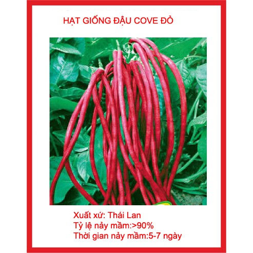 hạt giống đậu đũa đỏ gói 15gr