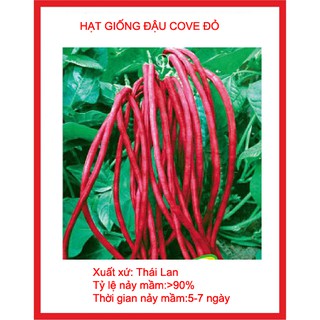 Hạt giống đậu đũa đỏ gói 15gr