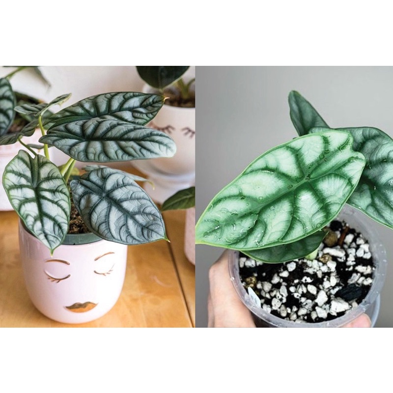 Alocasia Silver Dragon cây kiểng lá môn rồng bạc