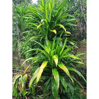 Khúc giống thiết mộc lan dài 40cm loại đẹp