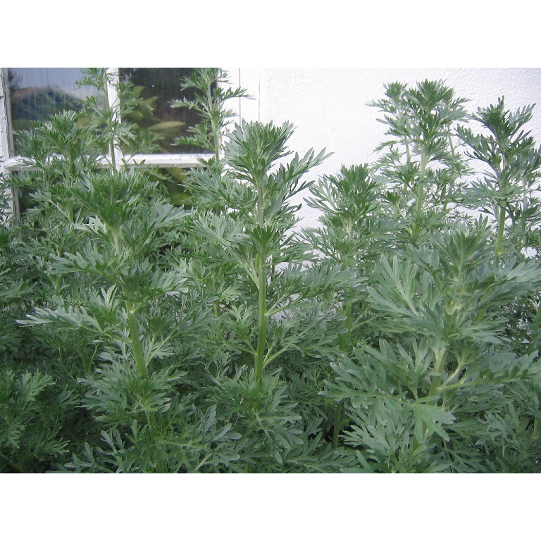 50 Hạt Giống Ngải Đắng (NGẢI CỨU)