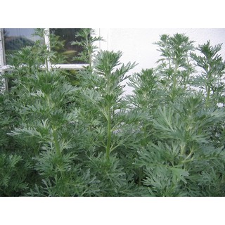 100 Hạt Giống Ngải Đắng (NGẢI CỨU) - HÀNG CÔNG TY
