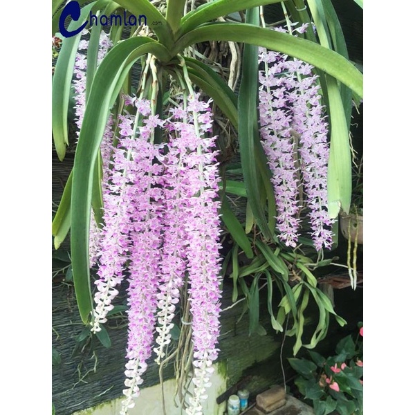 LAN CHỒN BÓC RỪNG 1 CÂY