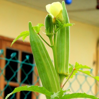 HẠT GIỐNG ĐẬU BẮP 10GR