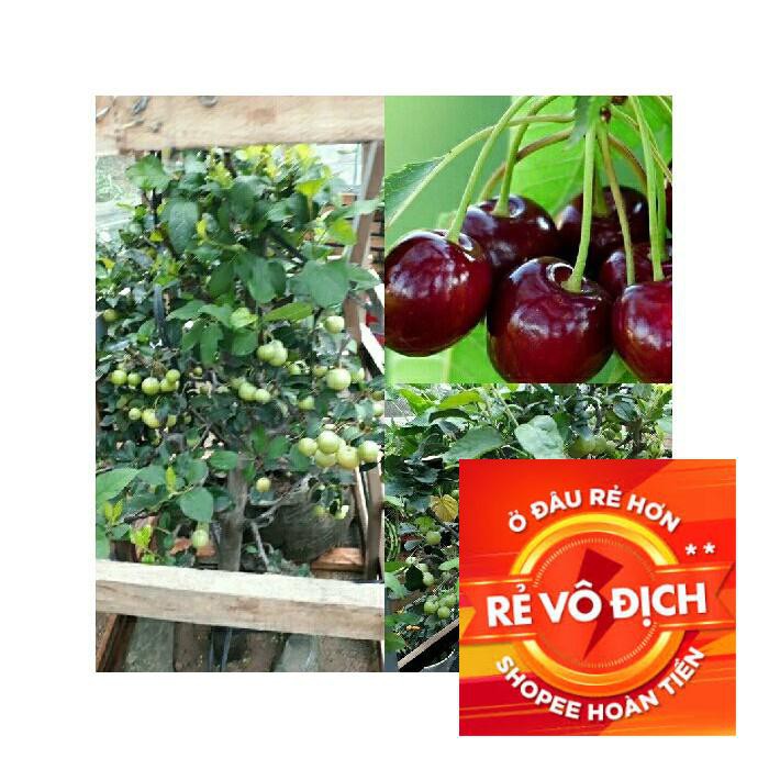 10 hạt giống quả cherry đỏ sai quả TRỢ GIÁ