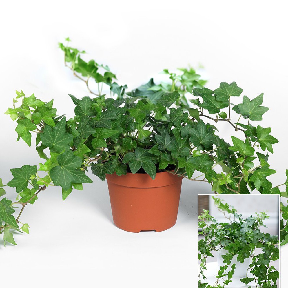 cây thường xuân treo - ngabancay