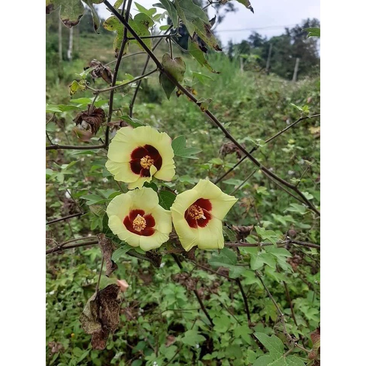 🌱Hạt giống bông vải ta ra hoa một vụ có gói 99 gram và 250 gram tỉ lệ nảy mầm 97%