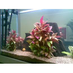 Cây huyết tâm lan- Cây thủy sinh đẹp cho bể thủy sinh