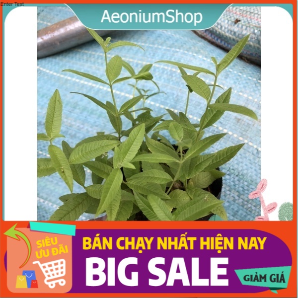 [GIA VỊ HƯƠNG LIỆU ] MỘT CHIẾC BẠC HÀ XẢ CHANH PHÁP ( Lemon Verbena ) MÙI HƯƠNG DỊU NHẸ XUA ĐUỔI CÔN TRÙNG 🧑🏻‍🌾