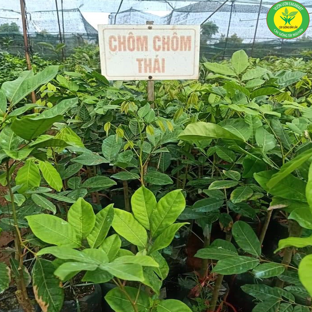 Cây Giống Chôm Chôm Thái Ra TRái Siêu Sơm
