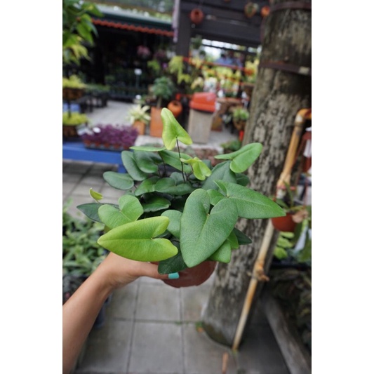 Cây kiểng lá Hemionitis arifolia, dương xỉ lá tim