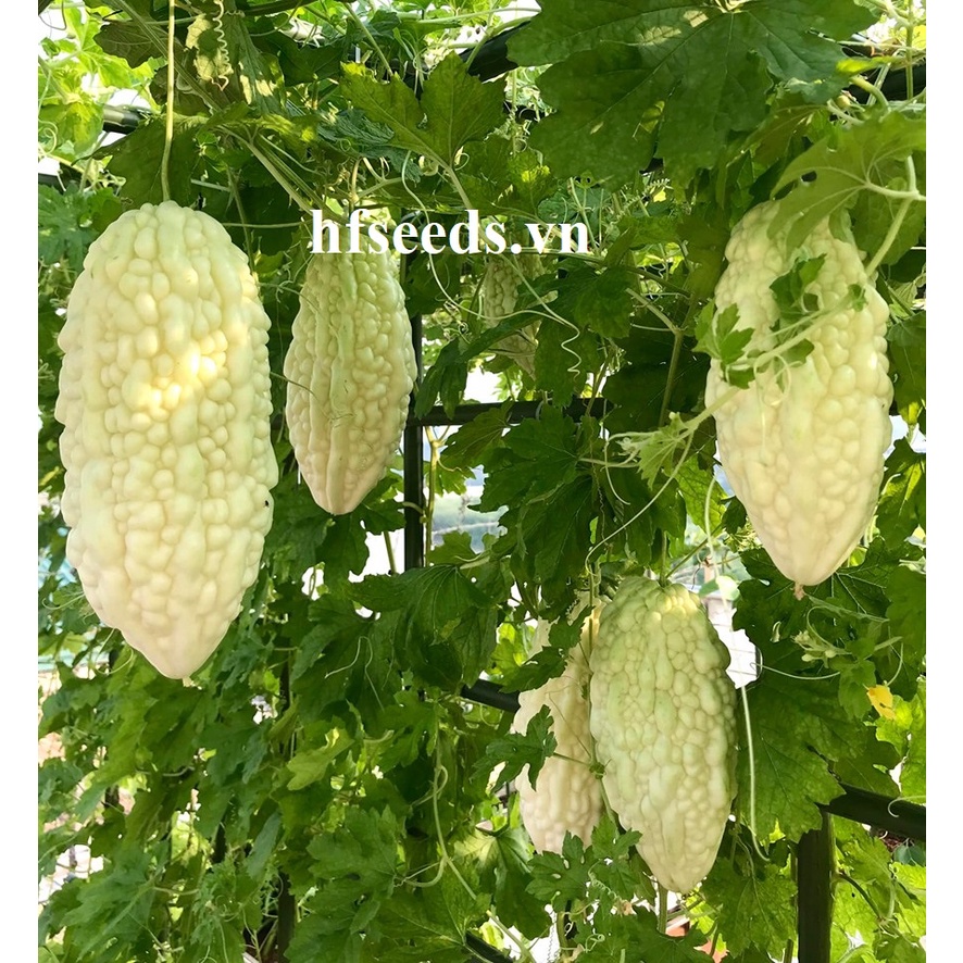 [Hạt giống Đài Loan] Gói 5 hạt giống mướp đắng trắng Đài Loan - tỷ lệ nảy mầm 95%