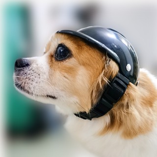🐶🐱🛵 mũ bảo hiểm cho thú cưng chó mèo 🐶🐱🛵