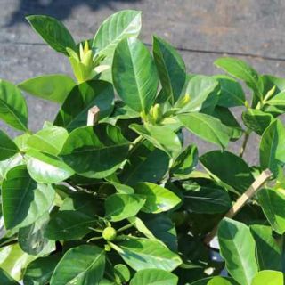 Cây 🌲 Lài Thiên Hương đang hoa