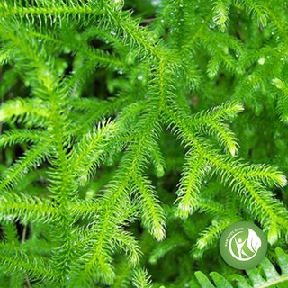 Cây Thông Đất khô 1kg - ND192