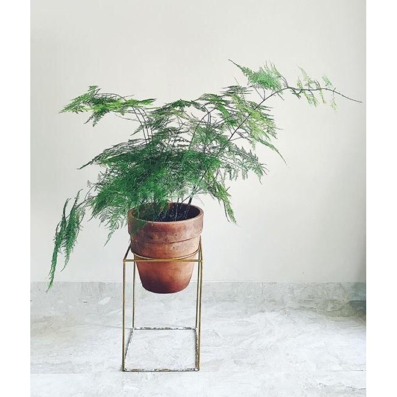 Kim thuỷ tùng - Asparagus fern dáng lá cực đẹp, mang lại phong thuỷ tốt, cay khoẻ, rễ nhiều