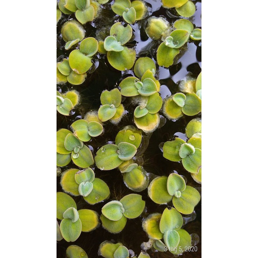 Bèo cái nhật mini - Cây thủy sinh
