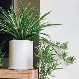 Cây dây nhện, cây mẫu tử, cây để bàn tặng chậu treo