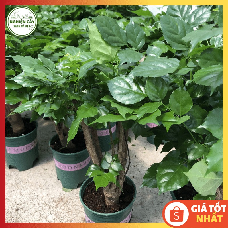 Cây hạnh phúc dáng thân cao, để bàn lọc không khí, làm quà tặng tinh tế