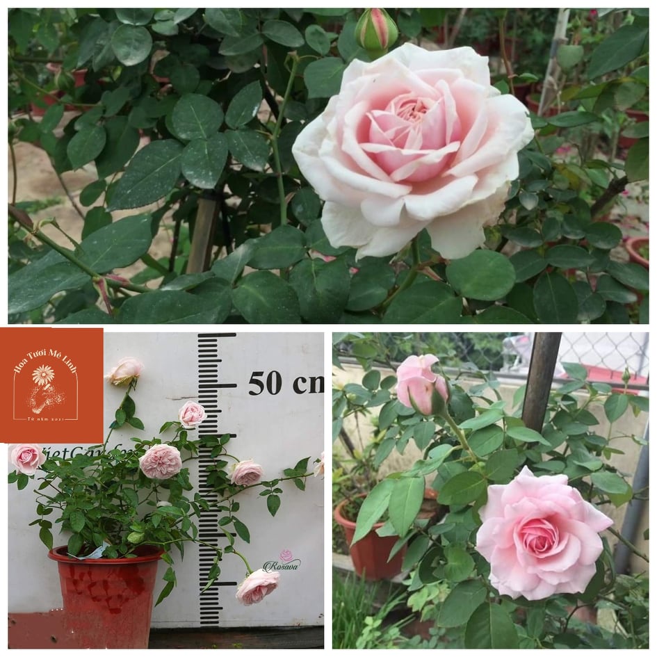 Hoa hồng Vân Khôi siêu thơm độc lạ -[hoatuoimelinh]